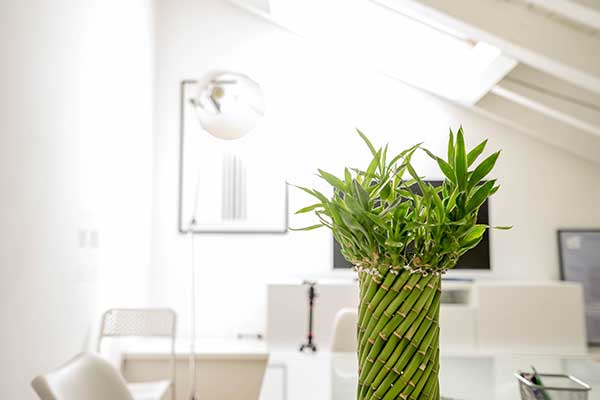Clear vase full with bamboo shoots in the foreground of a clinical room