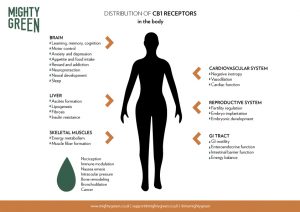 What is The Endocannabinoid System